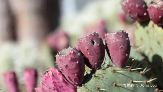 Arizona Garden