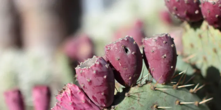 Arizona Cactus Garden