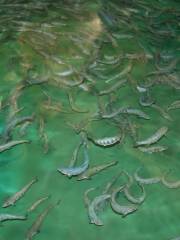Margaree Fish Hatchery