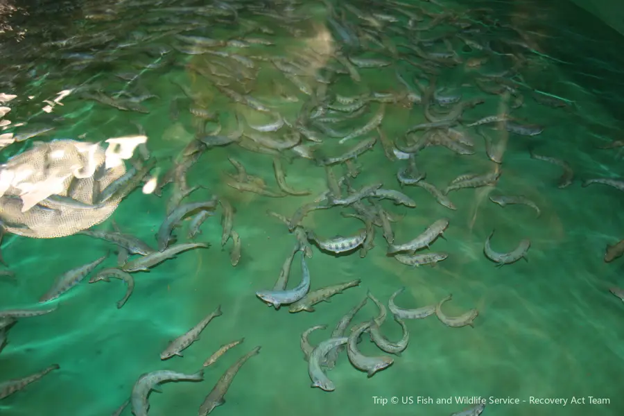 Margaree Fish Hatchery