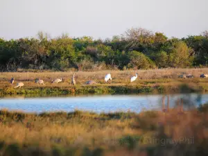 Refuge faunique national Aransas