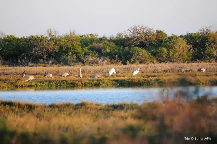 Aransas National Wildlife Refuge