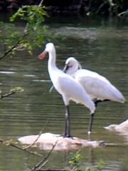 Bubali Bird Sanctuary
