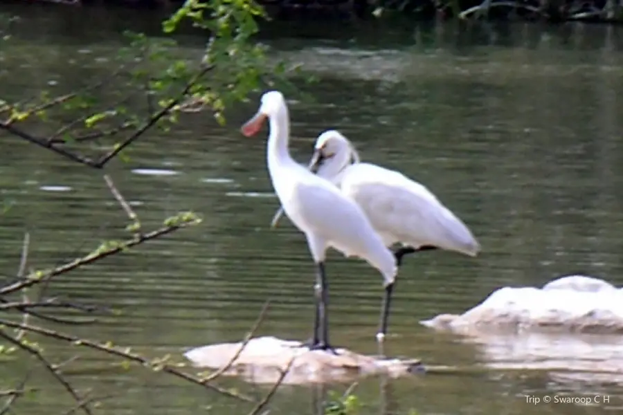 Santuario de Aves Bubali