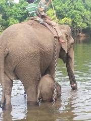 Dubare - Elephant Camp