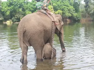 Dubare - Elephant Camp
