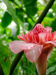 Flower Forest