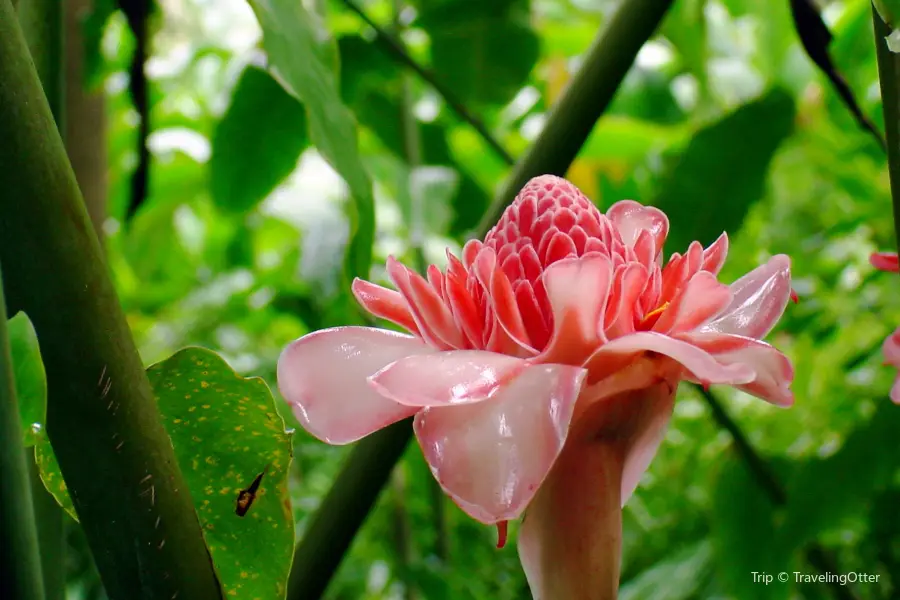 Flower Forest