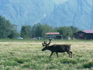 Reindeer Farm