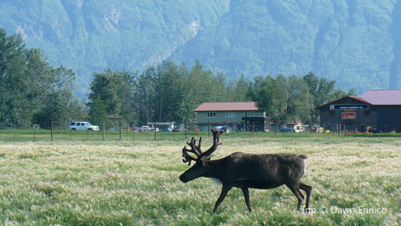 Reindeer Farm