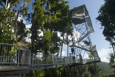 瑪姆雨林天空步道