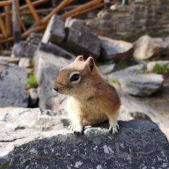 Lake Agnes Tea House User Photo