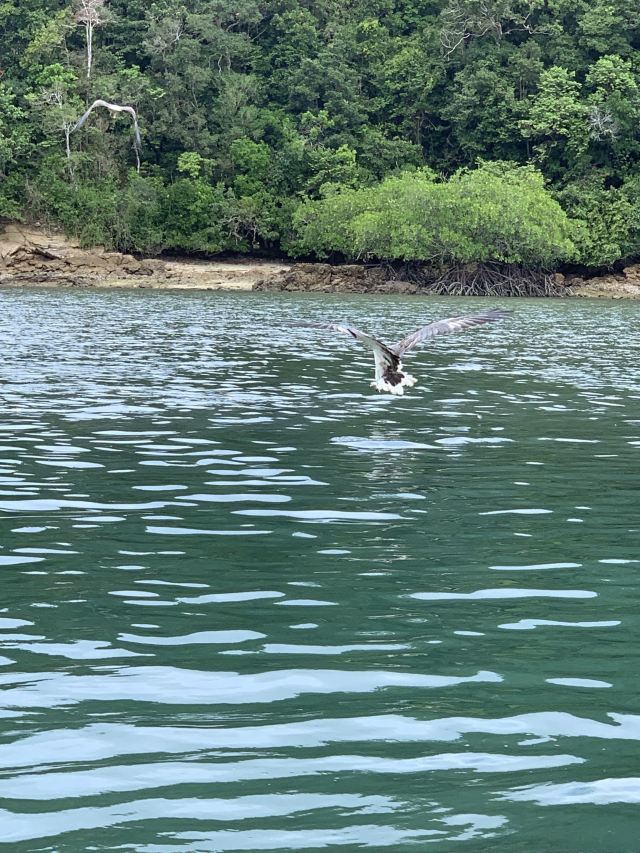 Pulau Singa Besar