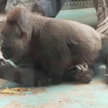 評論圖片 8