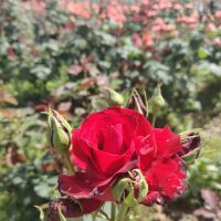 評論圖片 3