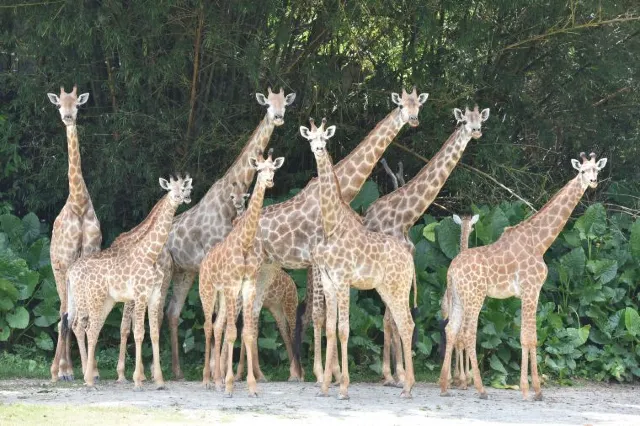 Everything you need to know about Miami zoo