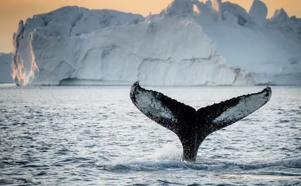 全球觀鯨指南 l 去哪裡邂逅「海洋巨人」？看這篇就對了！