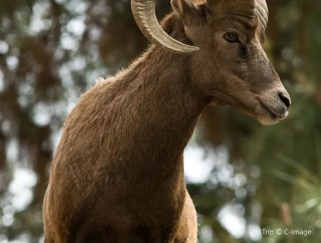 Everything you need to know before going to Los Angeles zoo