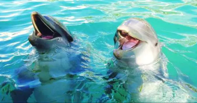 Experience one-of-a-kind aquarium, Miami Seaquarium