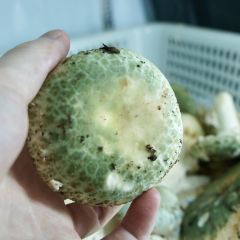 野菌王风干腊排骨 User Photo