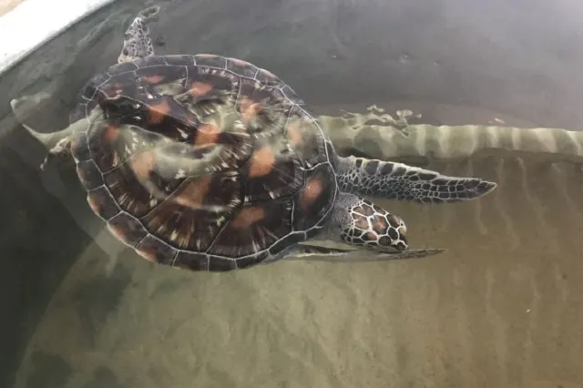 10 Best Beaches to See Sea Turtles in The World