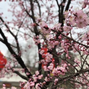 評論圖片 4