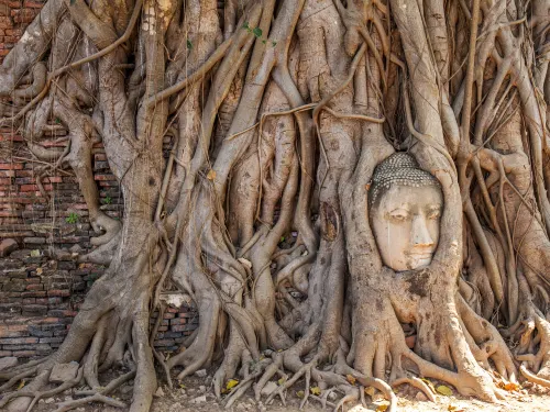 Six things You Must do in Ayutthaya