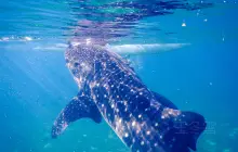 Oslob Whalesharks