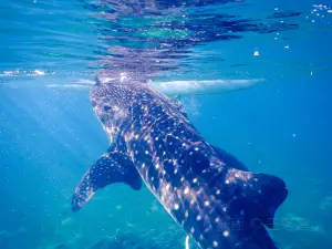 Oslob Whalesharks