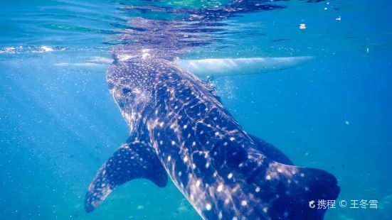 Oslob Whalesharks