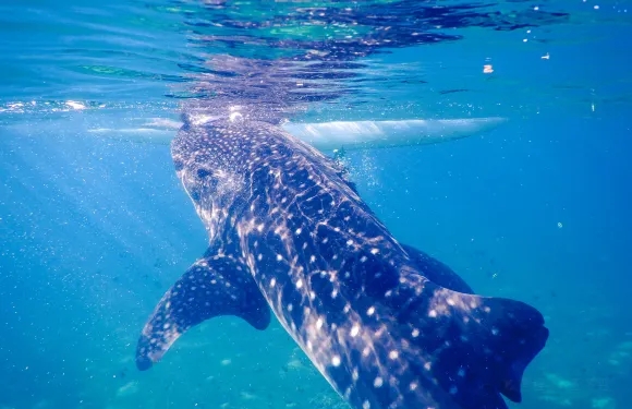 奧斯洛布鯨鯊觀賞潛水體驗+午餐大小同價