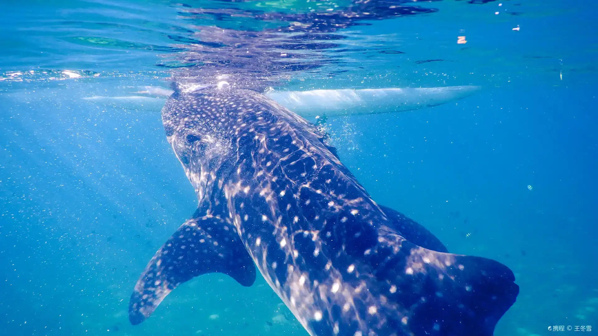 Hotels near Oslob Whale Shark Watching