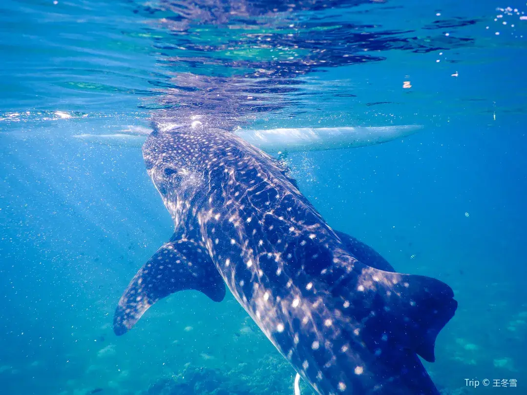 5_Oslob Whale Shark Watching