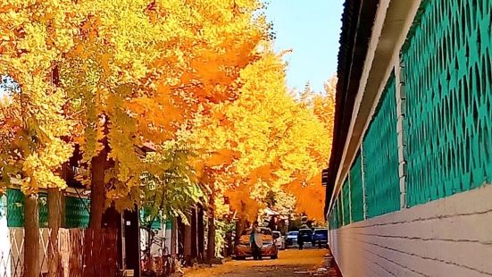 紅楓古道風景優美，特別在這個秋風把景色掃蕩成為黃色的季節里，