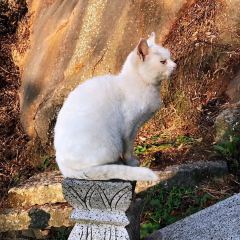 九华山友谊土菜馆小资餐厅 여행 사진