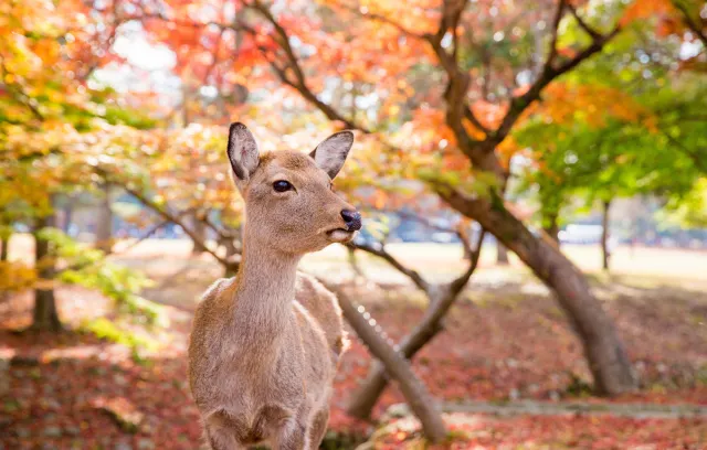 【奈良好去處】親身體驗喂食!看奈良鹿攻略