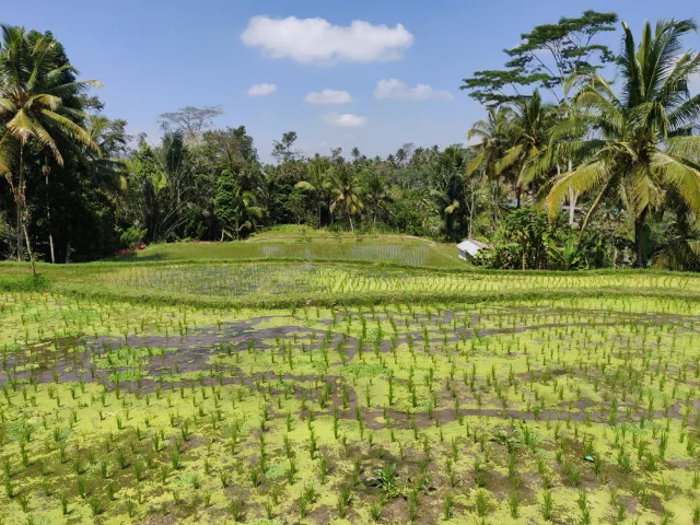 What To Do In Ubud With The Kids: 3 Easy Treks For The Family