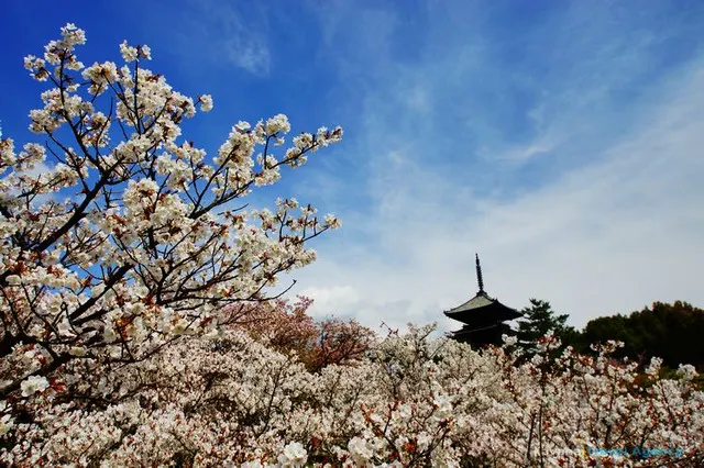 It is Time for Sakura Viewing Again in Kyoto. The Pink Sakura is More Matched with The Ancient Capital. 