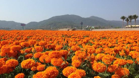 凤凰花海位于海南省三亚市海棠区落根田洋的&ldquo;海棠湾