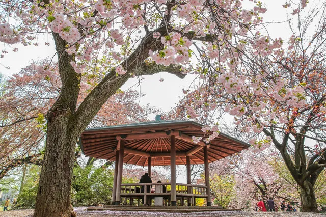 The Best Cherry Blossom Spots