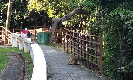 Monkey Hill