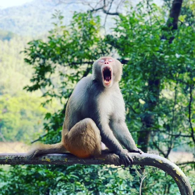 【行山路線推介🌄】2025初級山路盤點: 6條香港初級簡易行山徑，✅靚景✅3小時✅新手