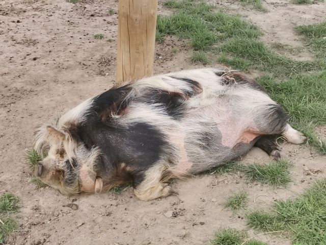 와나카 라벤더 팜