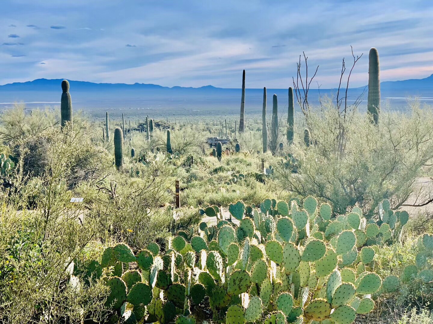 逆輸入 シャブ鍋木蓋付26cm S 9 70 Fucoa Cl