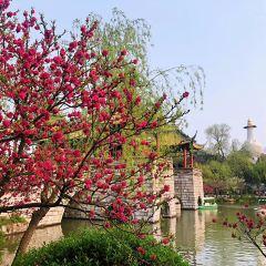 Gardern TeaHouse User Photo