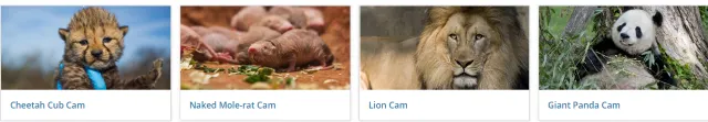 virtual tour of zoo Amazing Virtual Zoo Tours & Museums to Explore on Your Couch