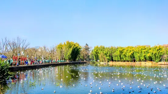 翠湖公園觀鳥