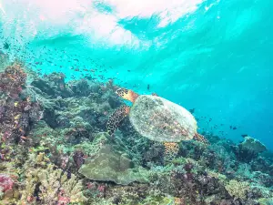 Tubbataha Reef