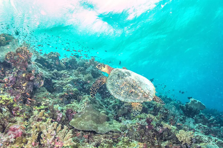 Tubbataha Reef