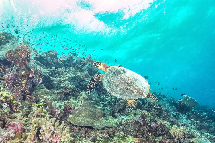 Hotels near Tubbataha Reef